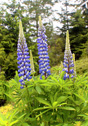 Lupinus arboreus